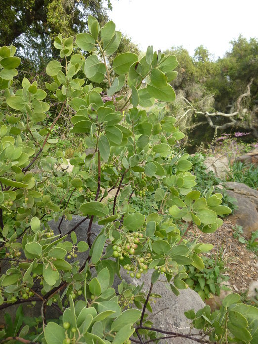 Sivun Arctostaphylos manzanita Parry kuva