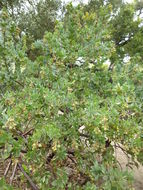 Слика од Arctostaphylos refugioensis Gankin