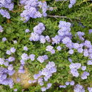 Ceanothus hearstiorum Hoover & Roof resmi