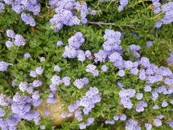 Image of Hearst Ranch buckbrush