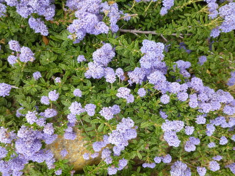 Ceanothus hearstiorum Hoover & Roof resmi