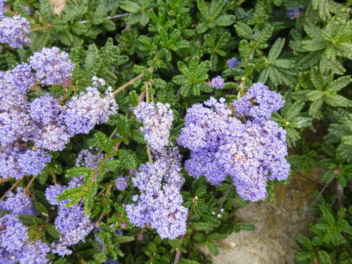 Image of Hearst Ranch buckbrush