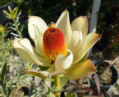 Plancia ëd Leucadendron discolor Buek ex Meissn.