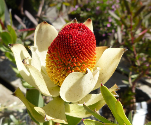 Plancia ëd Leucadendron discolor Buek ex Meissn.