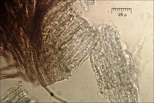 Image of Merismodes anomala (Pers.) Singer 1975