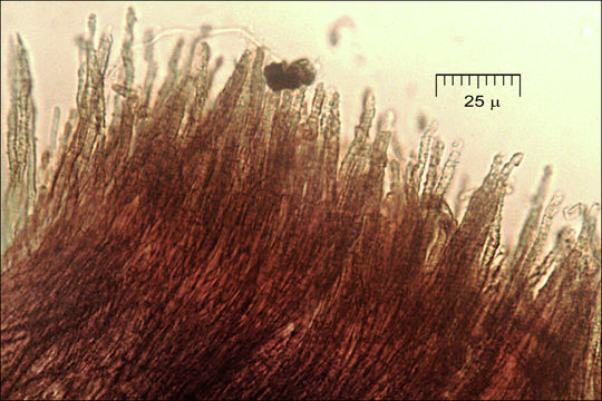 Image of Merismodes anomala (Pers.) Singer 1975