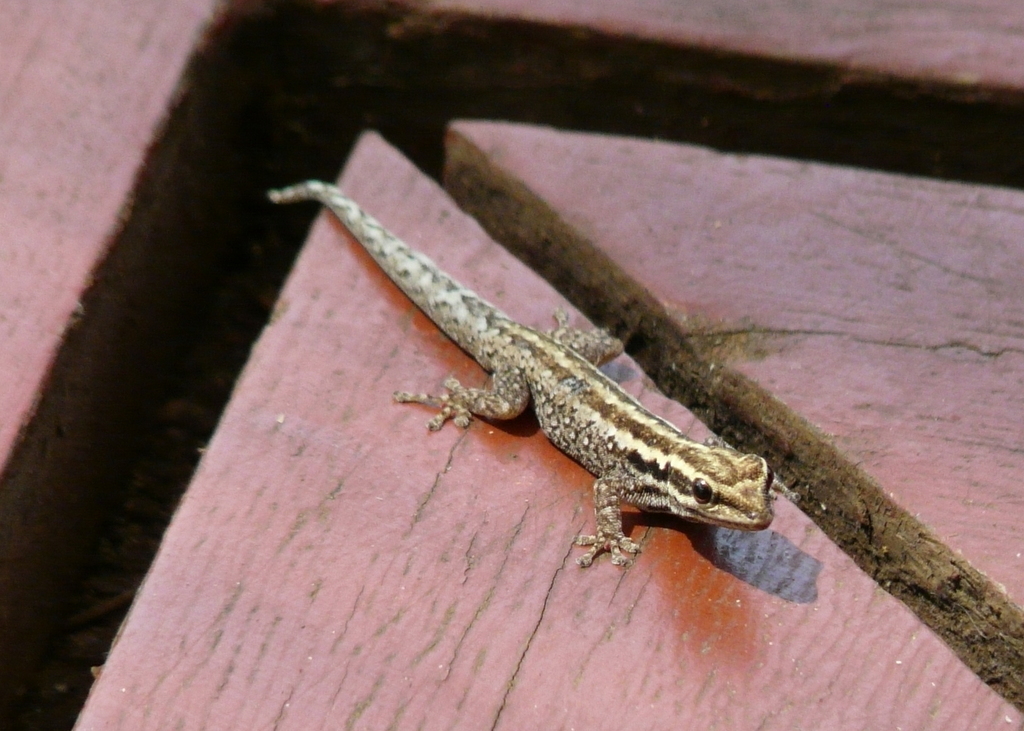 Image of Kenya Dwarf Gecko