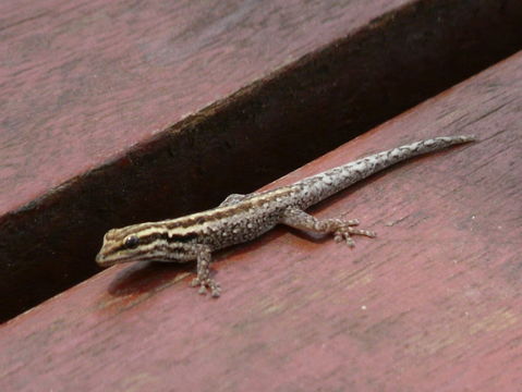 Image of Kenya Dwarf Gecko