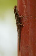 Image of Kenya Dwarf Gecko