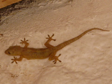 Image of Tropical house gecko