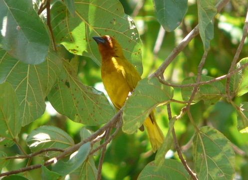 Image de Petit Tisserin doré