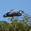 Ardea melanocephala Children & Vigors 1826的圖片