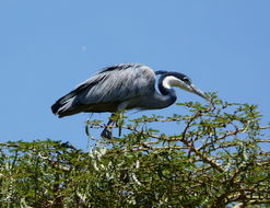 Image of Black-headed Heron