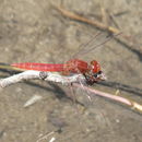 Image of Crocothemis Brauer 1868