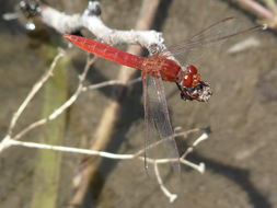 Imagem de Crocothemis sanguinolenta (Burmeister 1839)