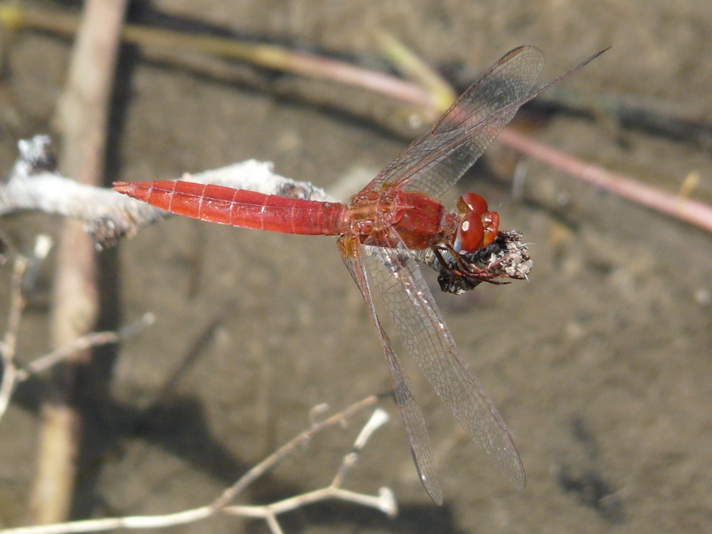 Imagem de Crocothemis sanguinolenta (Burmeister 1839)