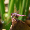 Image of Violet Dropwing