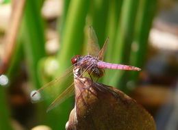 Image of Violet Dropwing