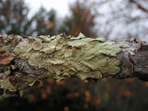 Image of ahtiana lichen