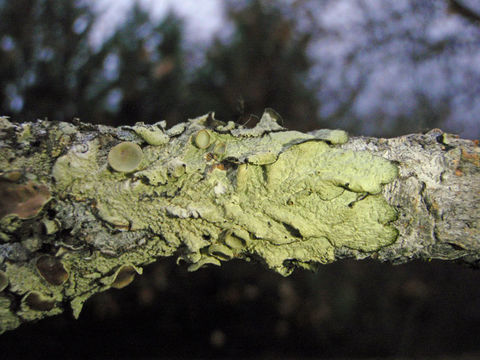 Image of ahtiana lichen