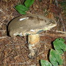 Imagem de Boletus coniferarum Lebedeva 1949