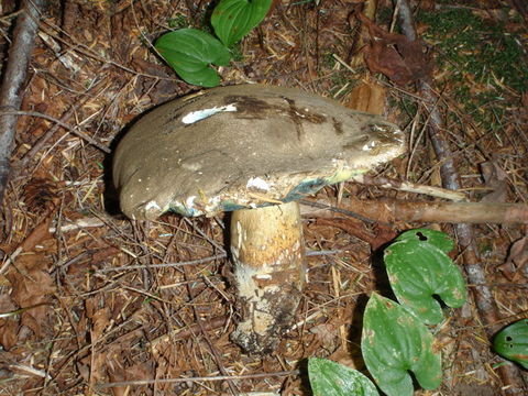 Imagem de Boletus coniferarum Lebedeva 1949