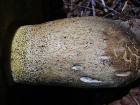 Image of Boletus coniferarum Lebedeva 1949