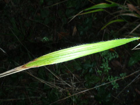 Image of false broom