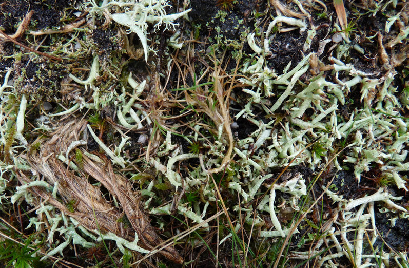 Image of Cladonia uncialis subsp. biuncialis (Hoffm.) M. Choisy