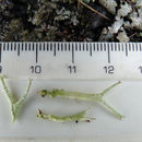 Image of Cladonia uncialis subsp. biuncialis (Hoffm.) M. Choisy