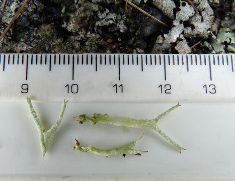 Image of Cladonia uncialis subsp. biuncialis (Hoffm.) M. Choisy