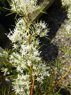 Image of Grevillea paniculata Meissn.