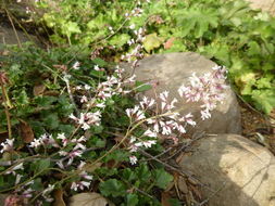 Image de Heuchera elegans Abrams