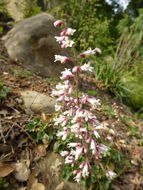 Image de Heuchera elegans Abrams