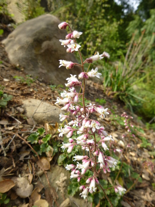 Image de Heuchera elegans Abrams