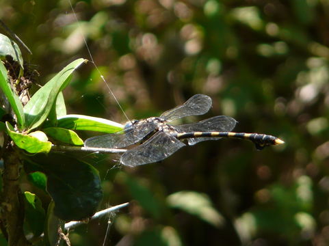 Imagem de Ictinogomphus ferox (Rambur 1842)