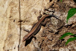Image of Jackson’s Forest Lizard