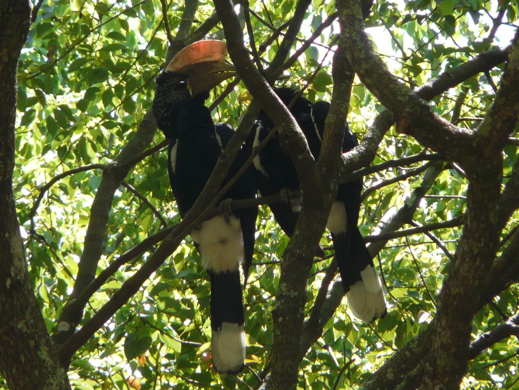 Image of Silvery-cheeked Hornbill