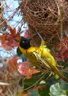 Image of Lesser Masked Weaver