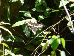 Sivun Papilio ophidicephalus Oberthür 1878 kuva