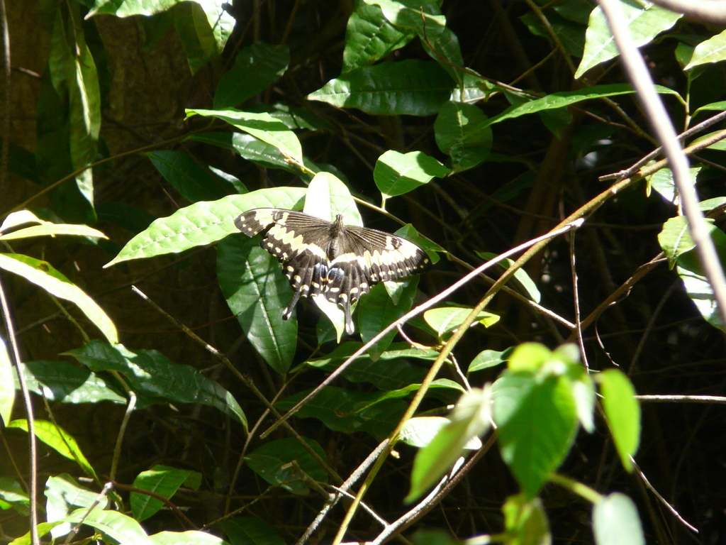 Image of Emperor Swallowtail