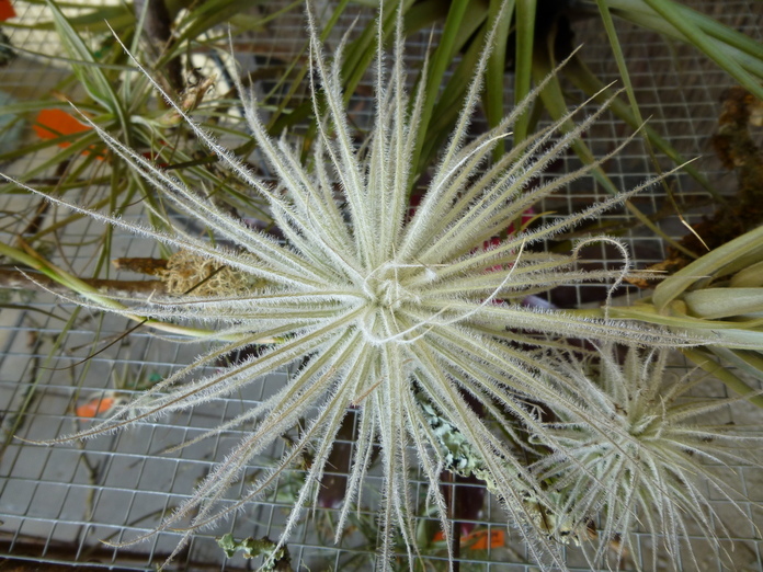 Plancia ëd Tillandsia tectorum É. Morren