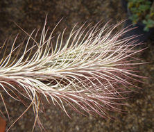 Image of Tillandsia funckiana Baker