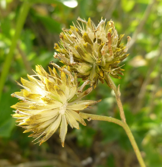 Image of Verbesina hastata (Kellogg) Kellogg ex Curran