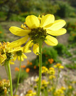 Image of Verbesina hastata (Kellogg) Kellogg ex Curran