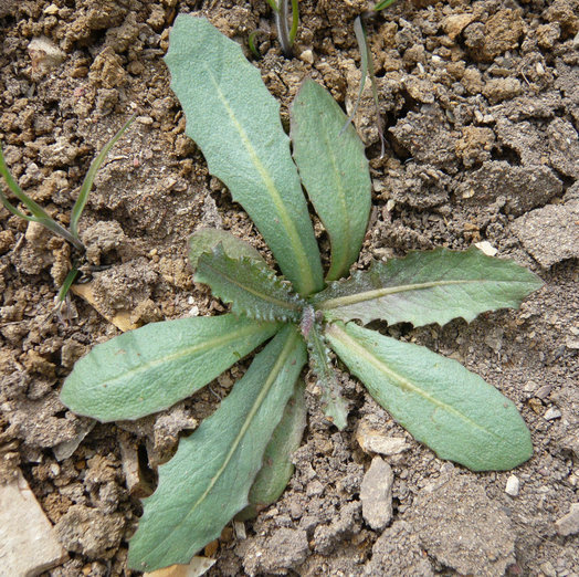 Image de Thysanocarpus curvipes Hook.