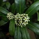 Skimmia resmi