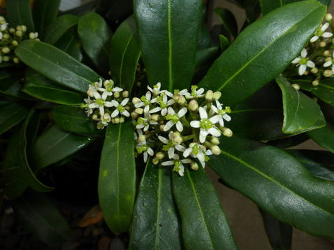 Imagem de Skimmia japonica Thunb.