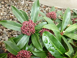 Imagem de Skimmia japonica Thunb.