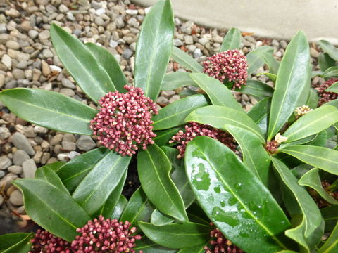 Image of Skimmia